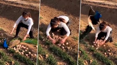 Peahen Attacks Woman Who Tries To Steal Her Eggs, Viral Video Shows the Power of Mother’s Love